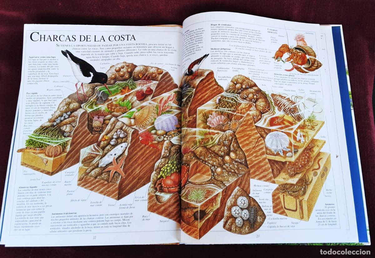 Libros de segunda mano: EL ASOMBROSO LIBRO DE LA NATURALEZA ALTEA - Foto 24