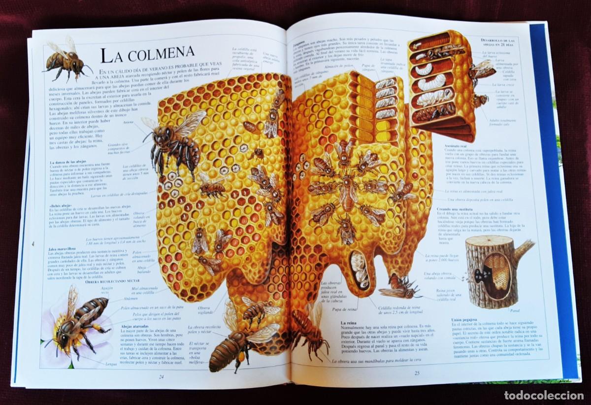 Libros de segunda mano: EL ASOMBROSO LIBRO DE LA NATURALEZA ALTEA - Foto 25