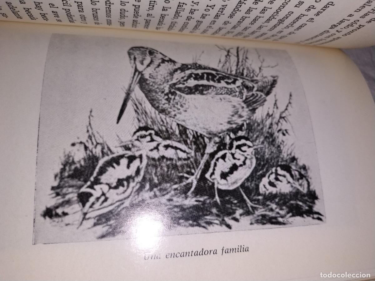 Libros de segunda mano: BECADAS EN CORRIOL - RAFAEL PUGET &bull; A&Ntilde;O 1985 - CAZA. - Foto 6