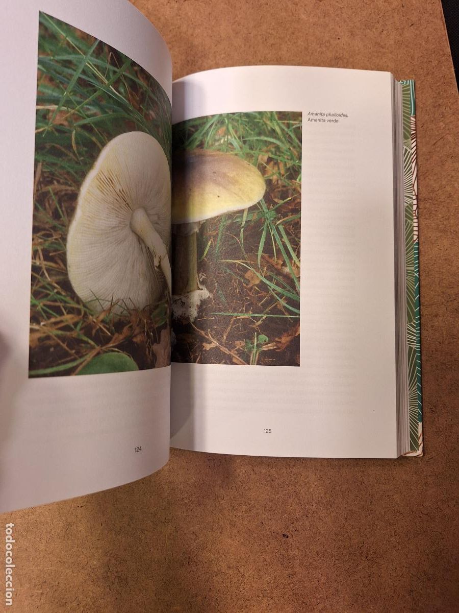 Libros de segunda mano: La buscadora de setas - Long Litt Woon - Foto 3