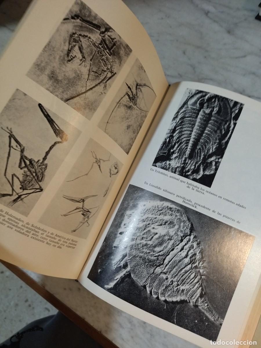 Libros de segunda mano: Antes del Diluvio Herbert Wendt- libro F&oacute;siles - Foto 5
