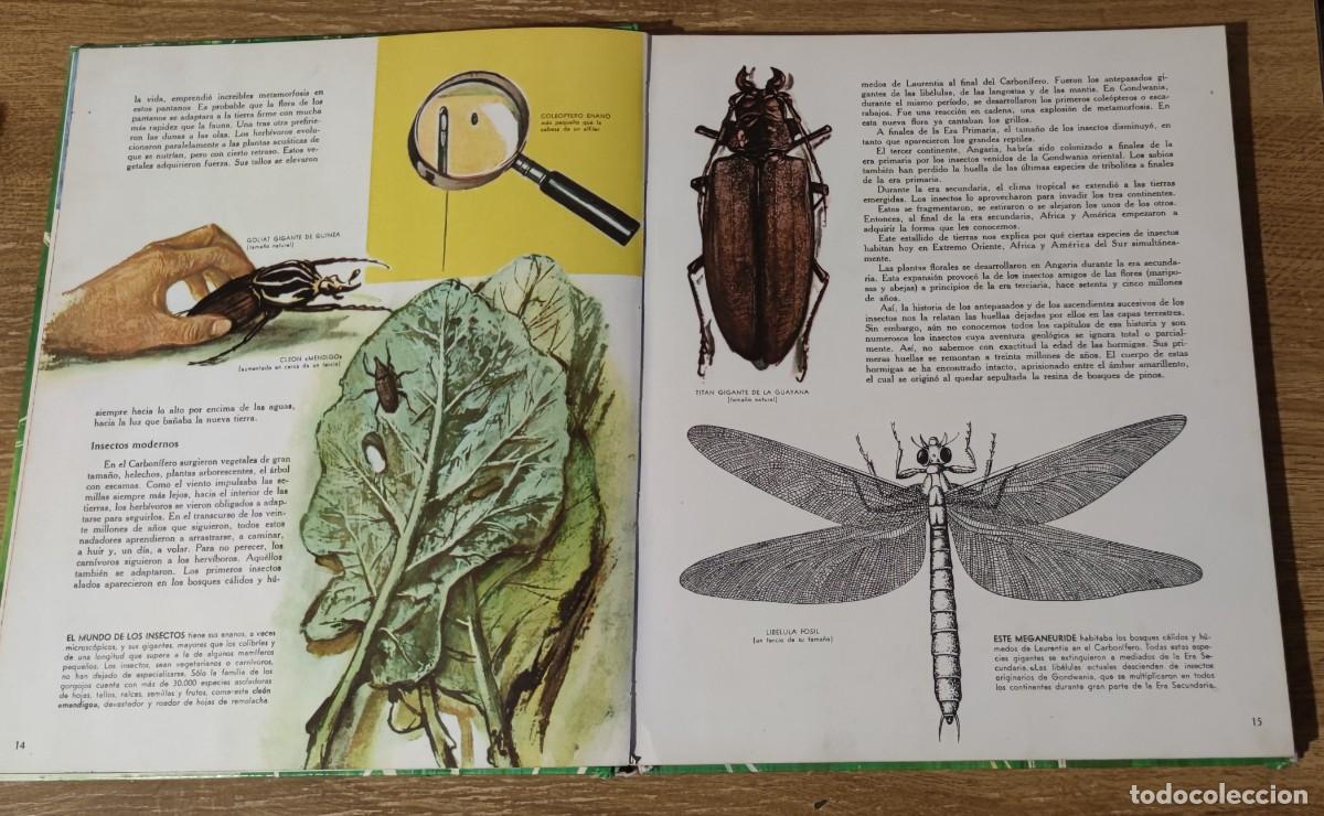 Libros de segunda mano: Libro - El mundo de los insectos (1971) Timun Mas - Foto 4