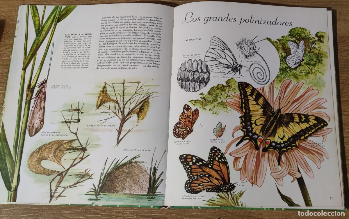 Libros de segunda mano: Libro - El mundo de los insectos (1971) Timun Mas - Foto 6