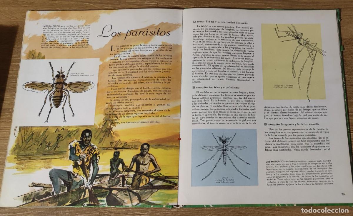 Libros de segunda mano: Libro - El mundo de los insectos (1971) Timun Mas - Foto 7