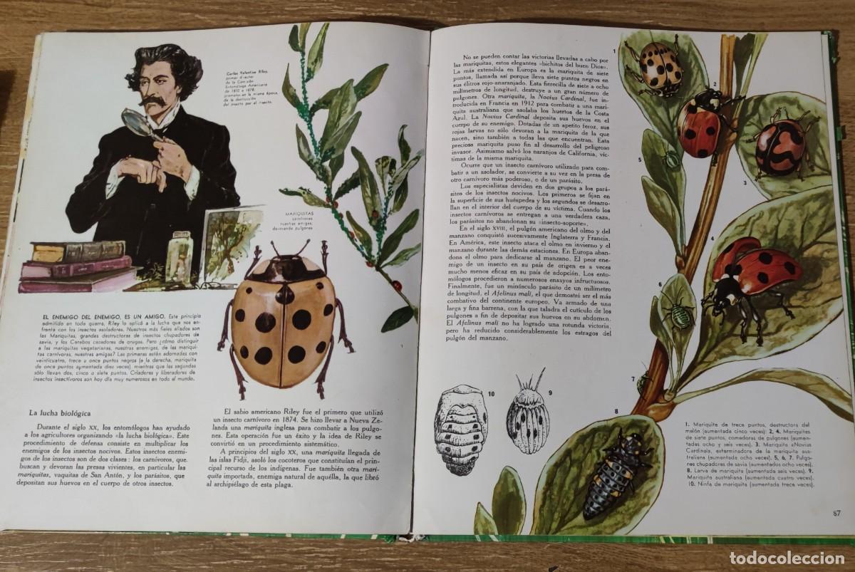 Libros de segunda mano: Libro - El mundo de los insectos (1971) Timun Mas - Foto 8