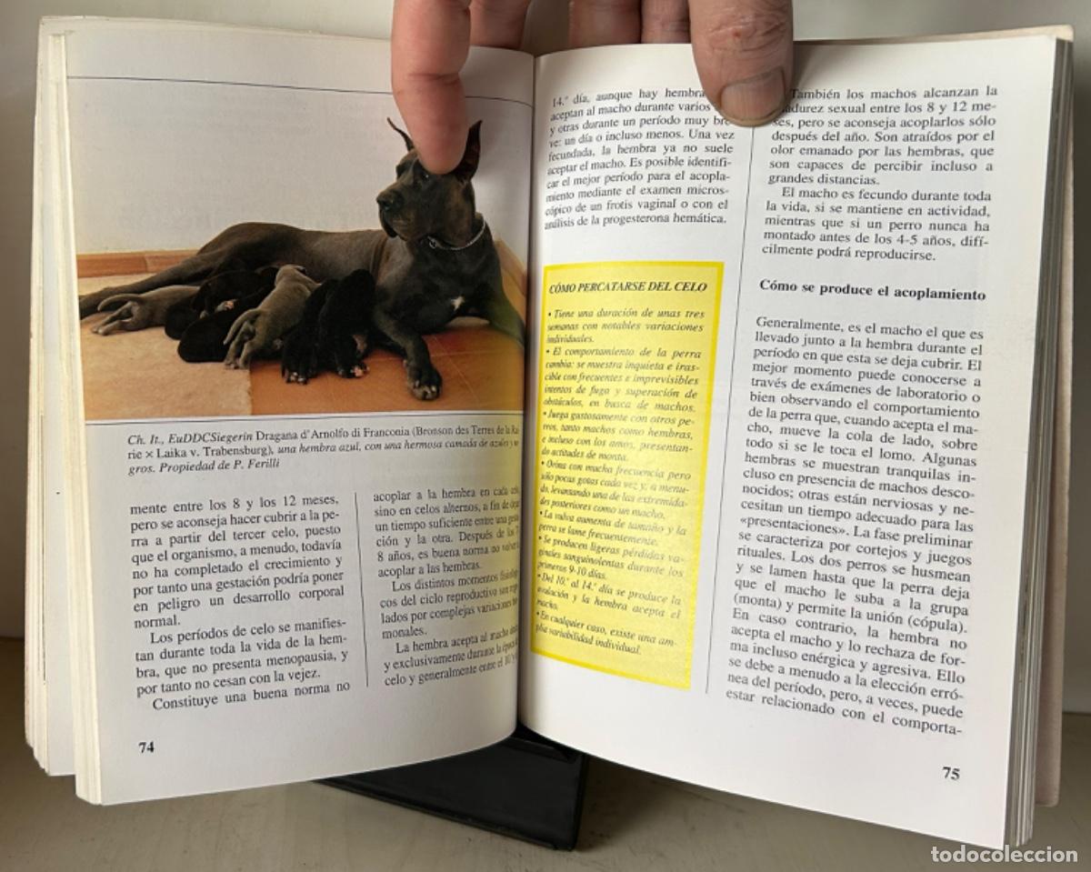 Libros de segunda mano: EL DOGO ALEM&Aacute;N. Marina Salmoiraghi - Foto 6