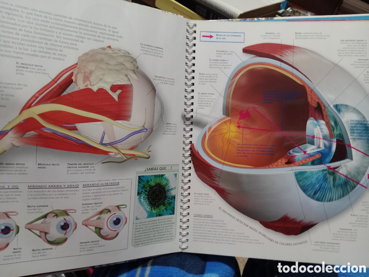 Libros de segunda mano: Gran atlas del cuerpo humano Robert Winston - Foto 5