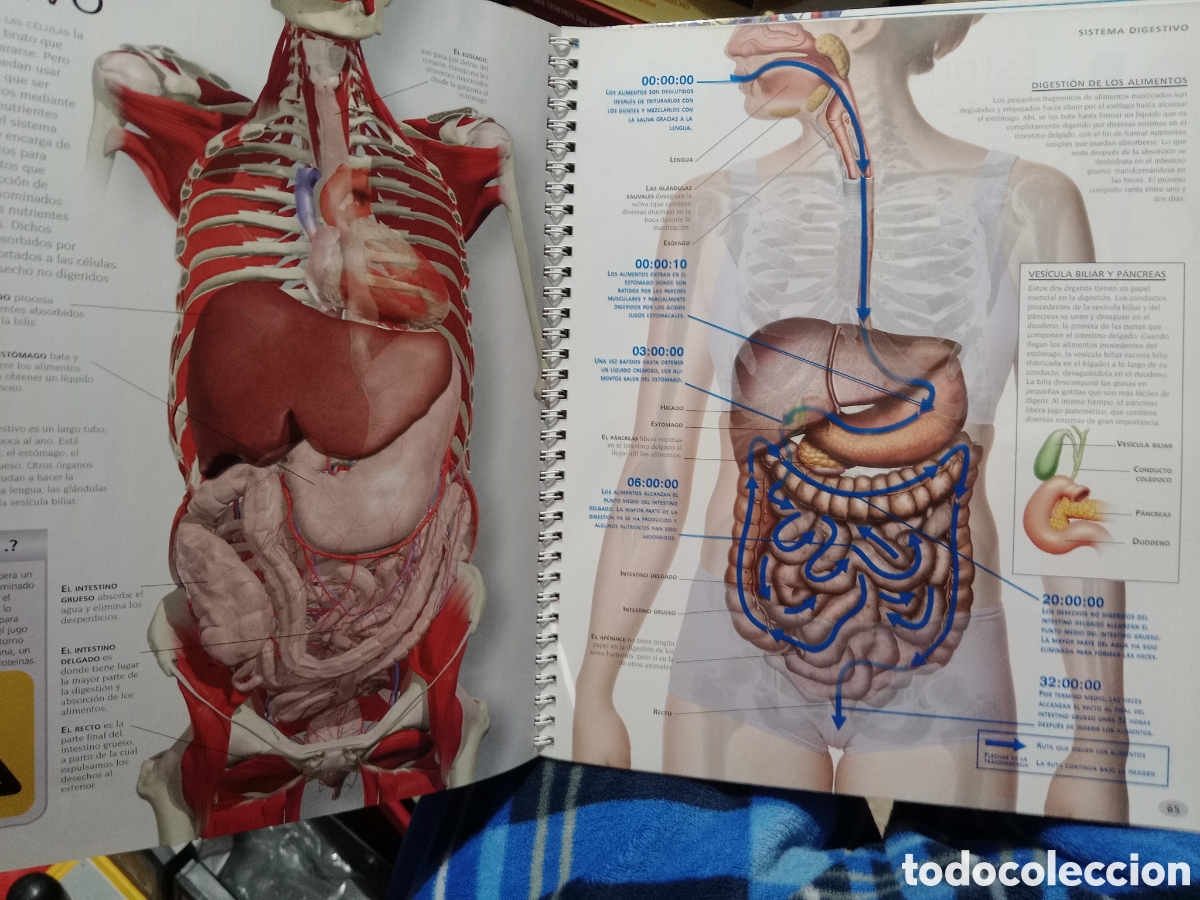 Libros de segunda mano: Gran atlas del cuerpo humano Robert Winston - Foto 6