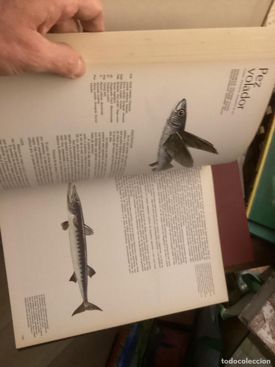 Libros de segunda mano: Peces de mar y de r&iacute;o. 4 tomos completa , ed asuri, - Foto 8