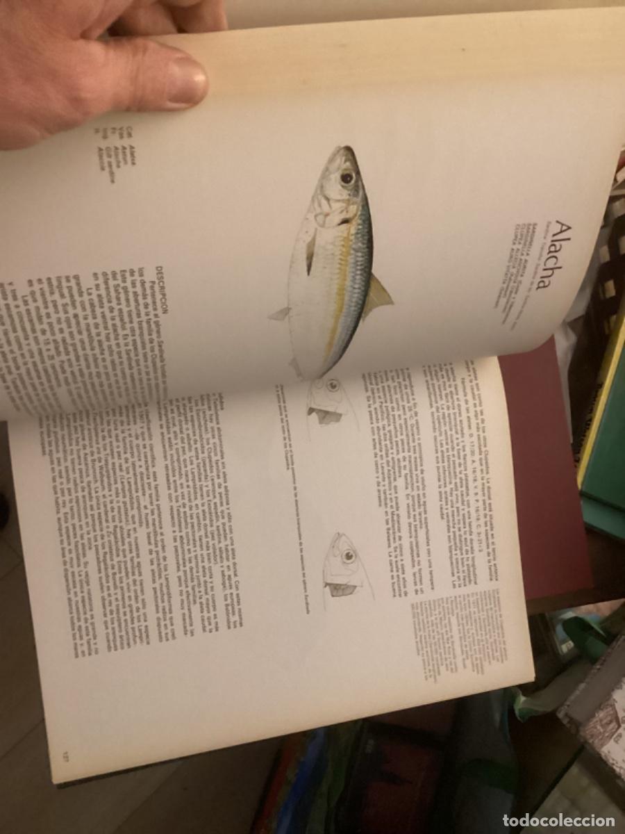 Libros de segunda mano: Peces de mar y de r&iacute;o. 4 tomos completa , ed asuri, - Foto 9