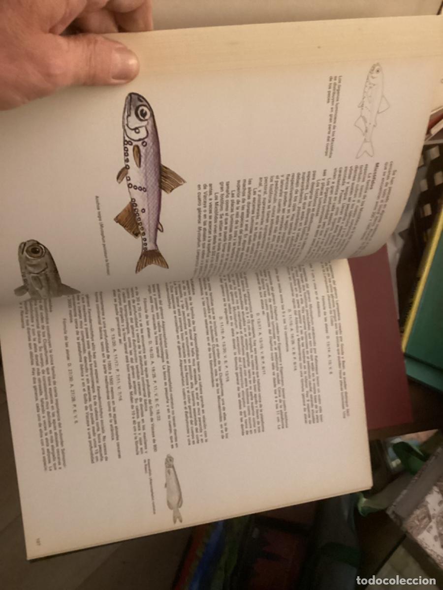 Libros de segunda mano: Peces de mar y de r&iacute;o. 4 tomos completa , ed asuri, - Foto 10