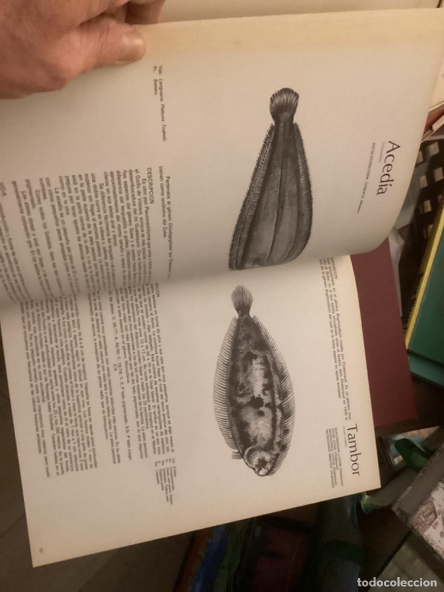 Libros de segunda mano: Peces de mar y de r&iacute;o. 4 tomos completa , ed asuri, - Foto 14