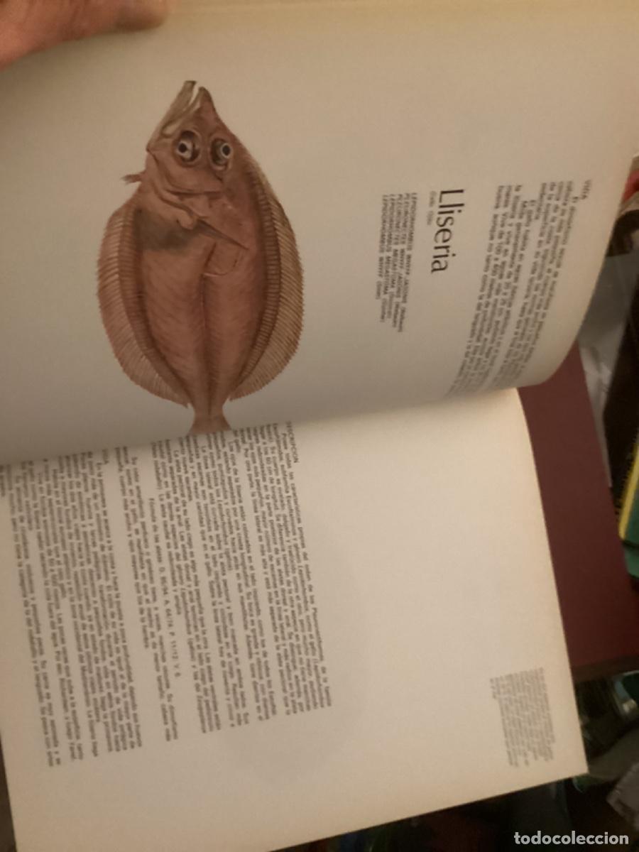 Libros de segunda mano: Peces de mar y de r&iacute;o. 4 tomos completa , ed asuri, - Foto 18