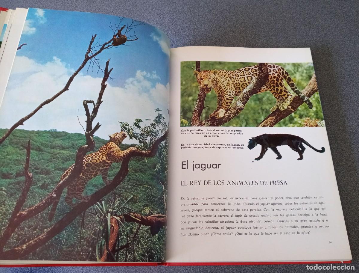 Libros de segunda mano: Maravillas De La Selva Walt Disney - Foto 11