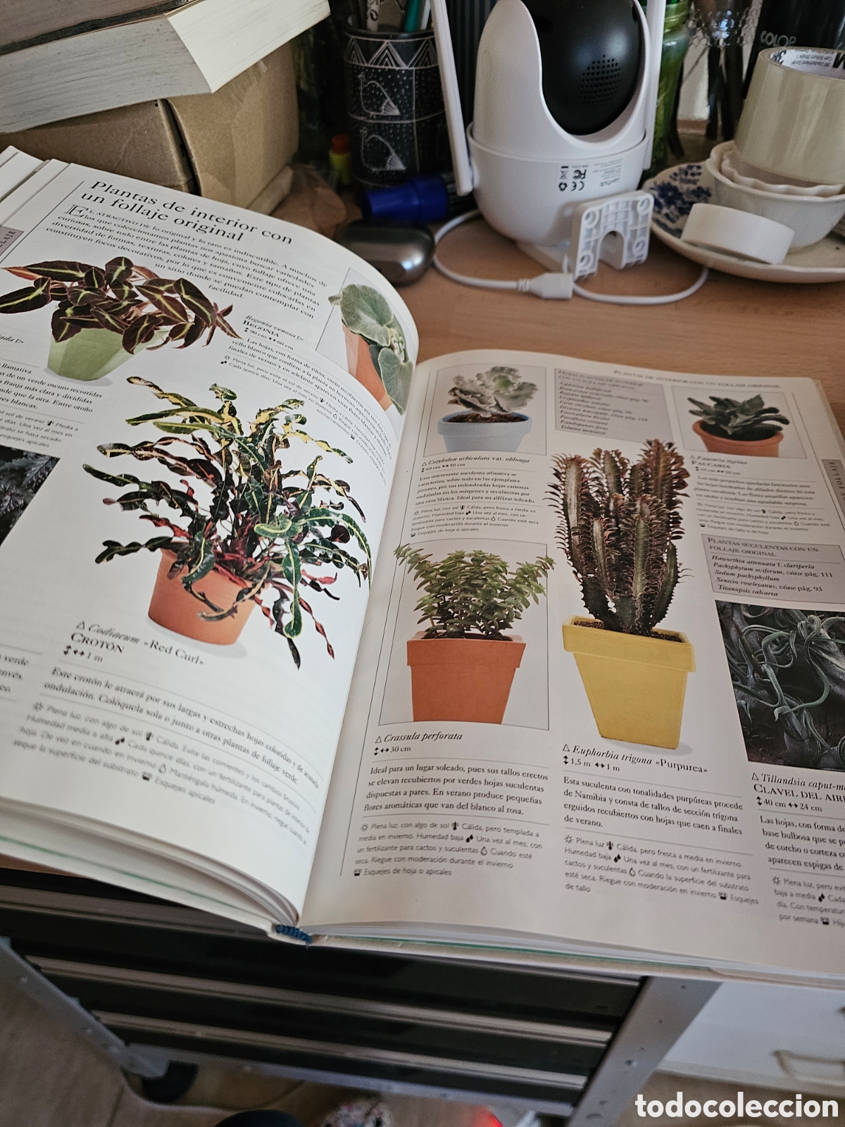 Libros de segunda mano: Que planta de interior en que lugar, ed Blume - Foto 2