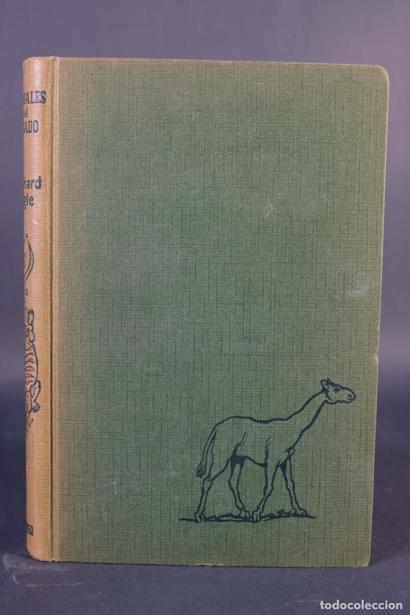 Libros de segunda mano: Animales del pasado - Richard Ogle - Ed.Nereo, 1963 - Foto 1