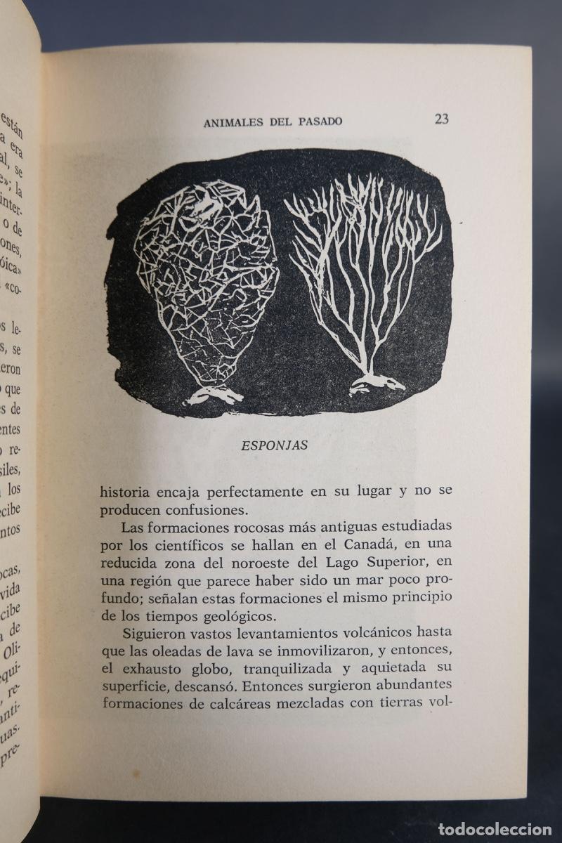 Libros de segunda mano: Animales del pasado - Richard Ogle - Ed.Nereo, 1963 - Foto 7