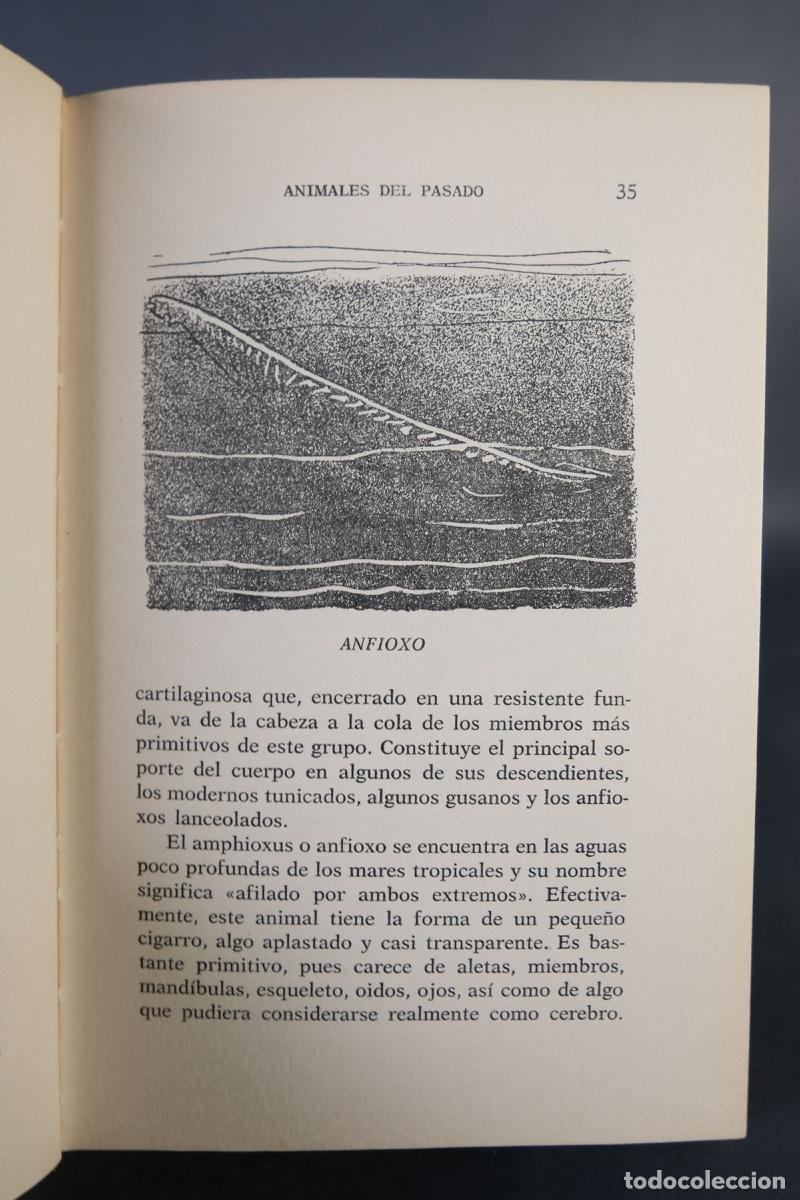 Libros de segunda mano: Animales del pasado - Richard Ogle - Ed.Nereo, 1963 - Foto 8