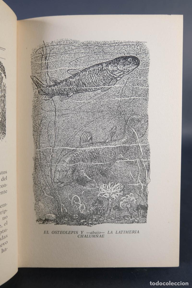 Libros de segunda mano: Animales del pasado - Richard Ogle - Ed.Nereo, 1963 - Foto 9