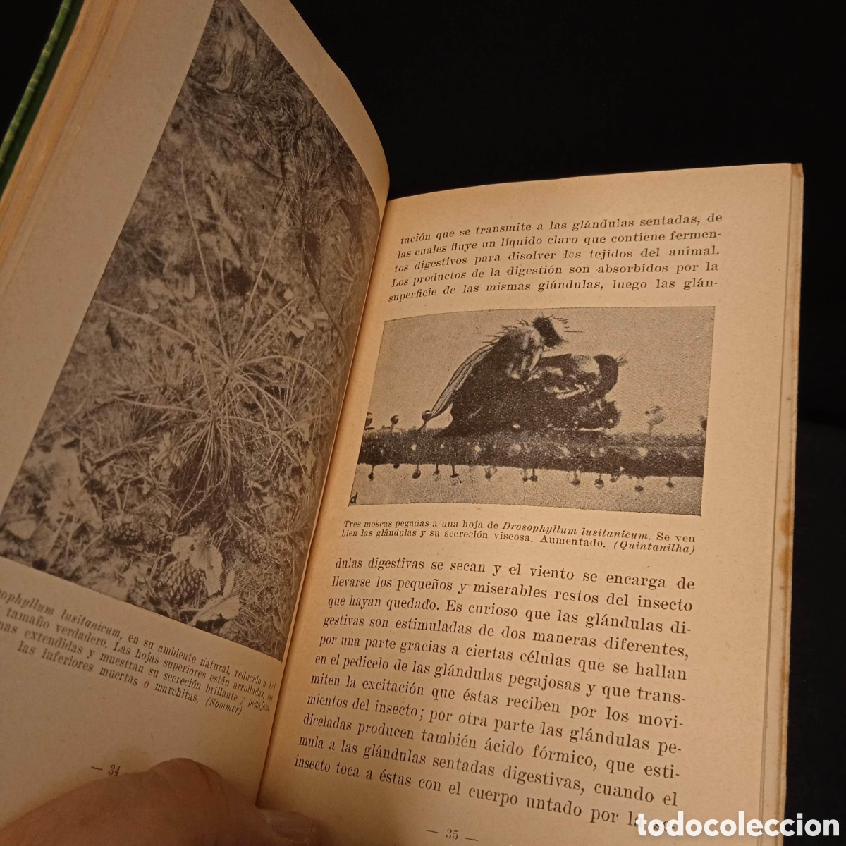 Libros de segunda mano: LAS PLANTAS CARN&Iacute;VORAS. RAM&Oacute;N MARGALEF - Foto 4