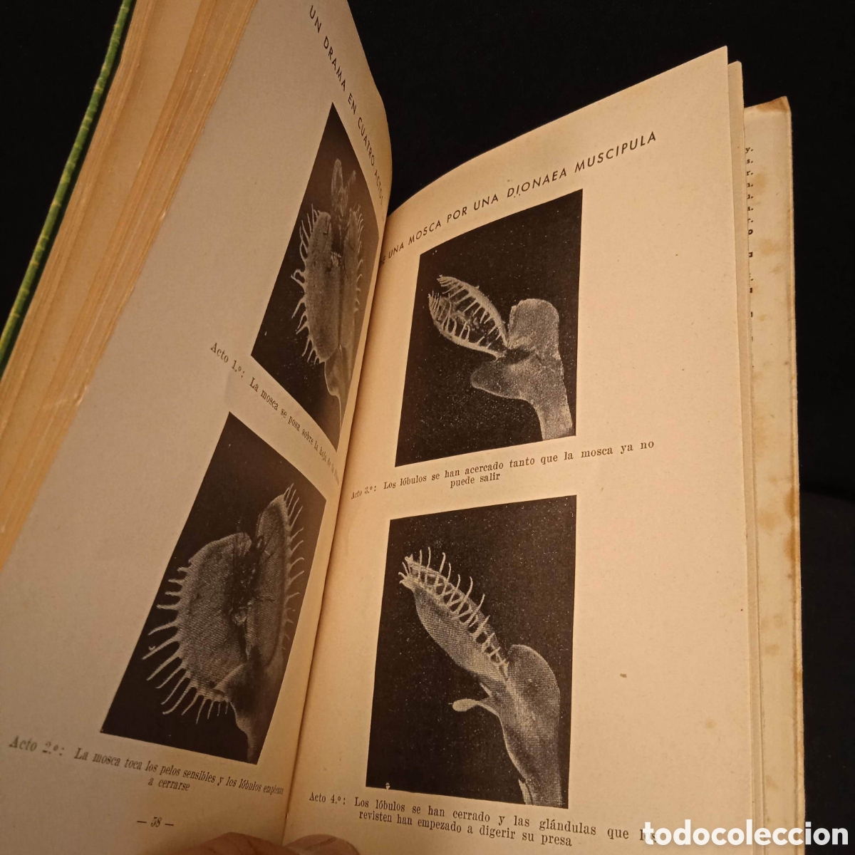 Libros de segunda mano: LAS PLANTAS CARN&Iacute;VORAS. RAM&Oacute;N MARGALEF - Foto 5