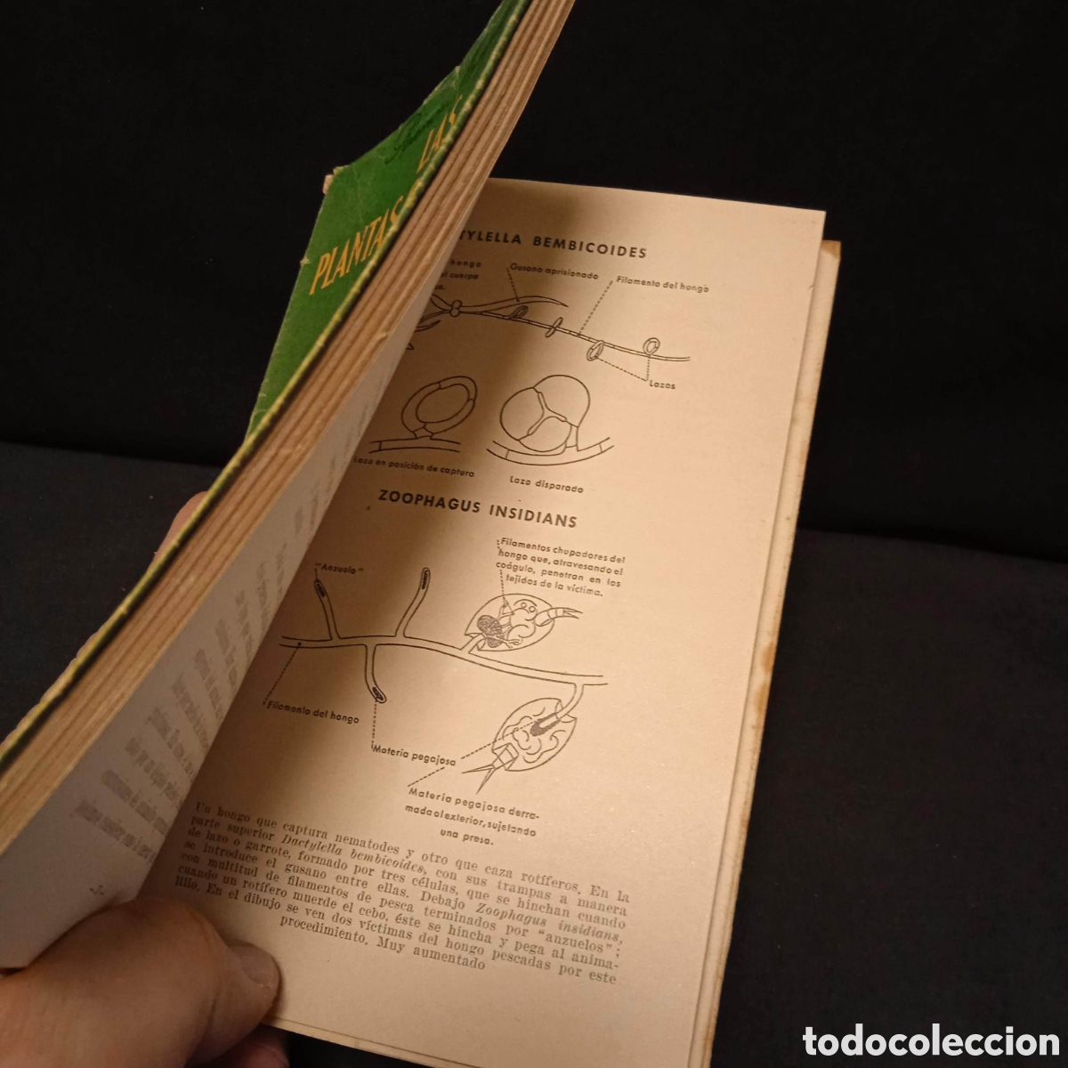 Libros de segunda mano: LAS PLANTAS CARN&Iacute;VORAS. RAM&Oacute;N MARGALEF - Foto 6