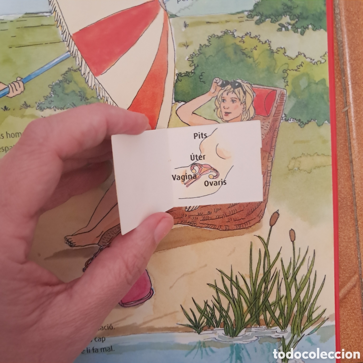 Libros de segunda mano: El cos hum&agrave; CURIOSITATS amb finestres POP UP - en catal&agrave; - Foto 3