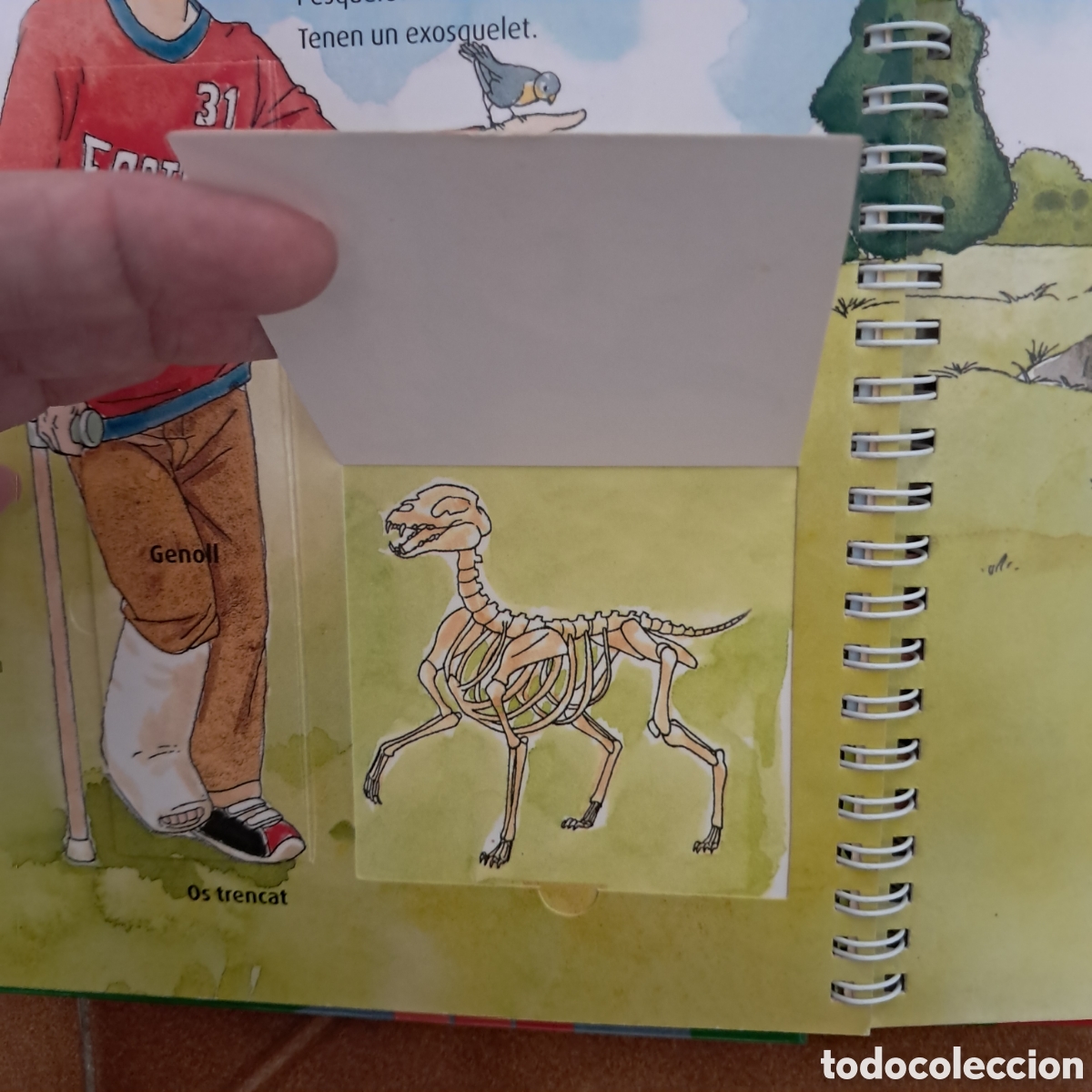 Libros de segunda mano: El cos hum&agrave; CURIOSITATS amb finestres POP UP - en catal&agrave; - Foto 5