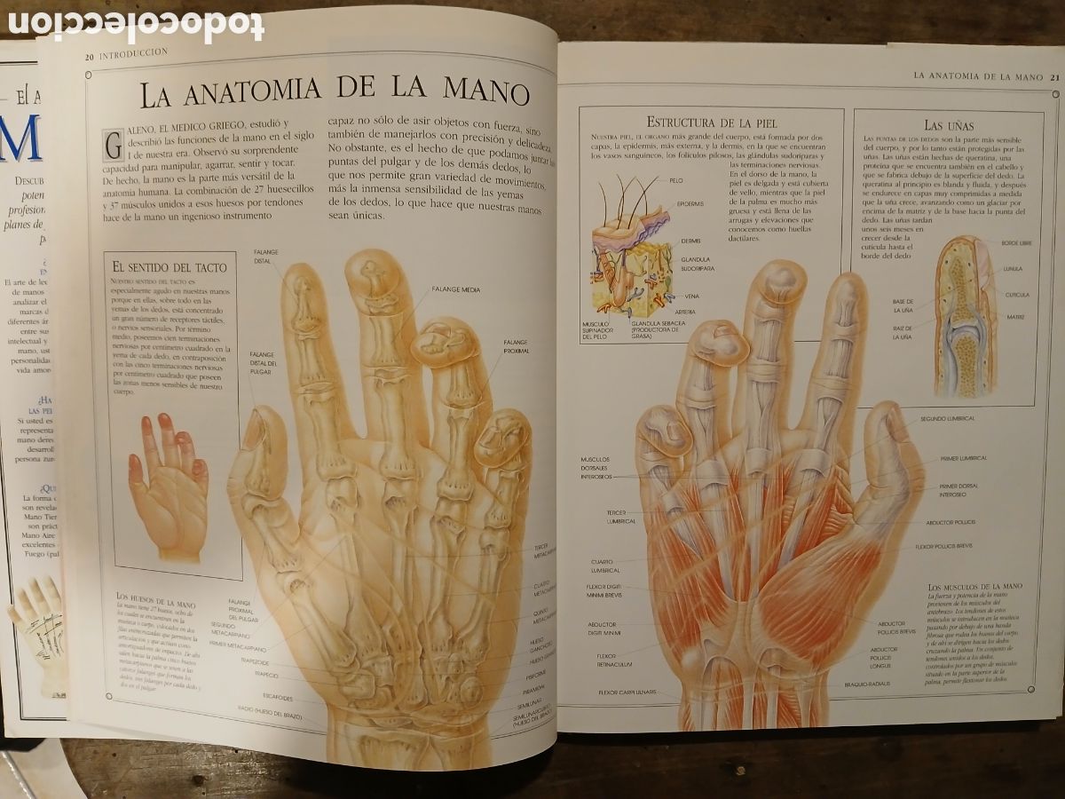 Libros de segunda mano: El Arte de leer la mano. Lori Reid. - Foto 5