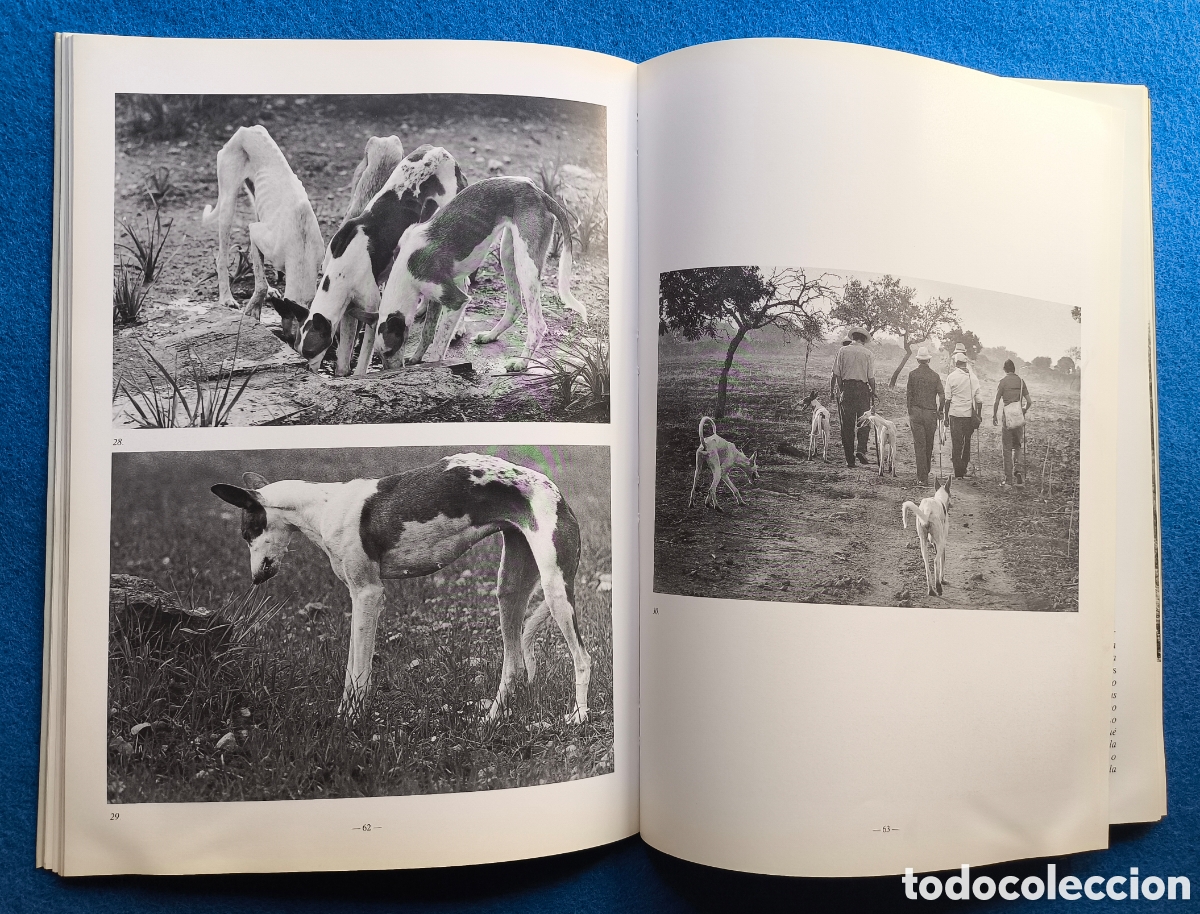 Libros de segunda mano: CAZA PODENCO IBICENCO LIBRO DESCATALOGADO - Foto 3