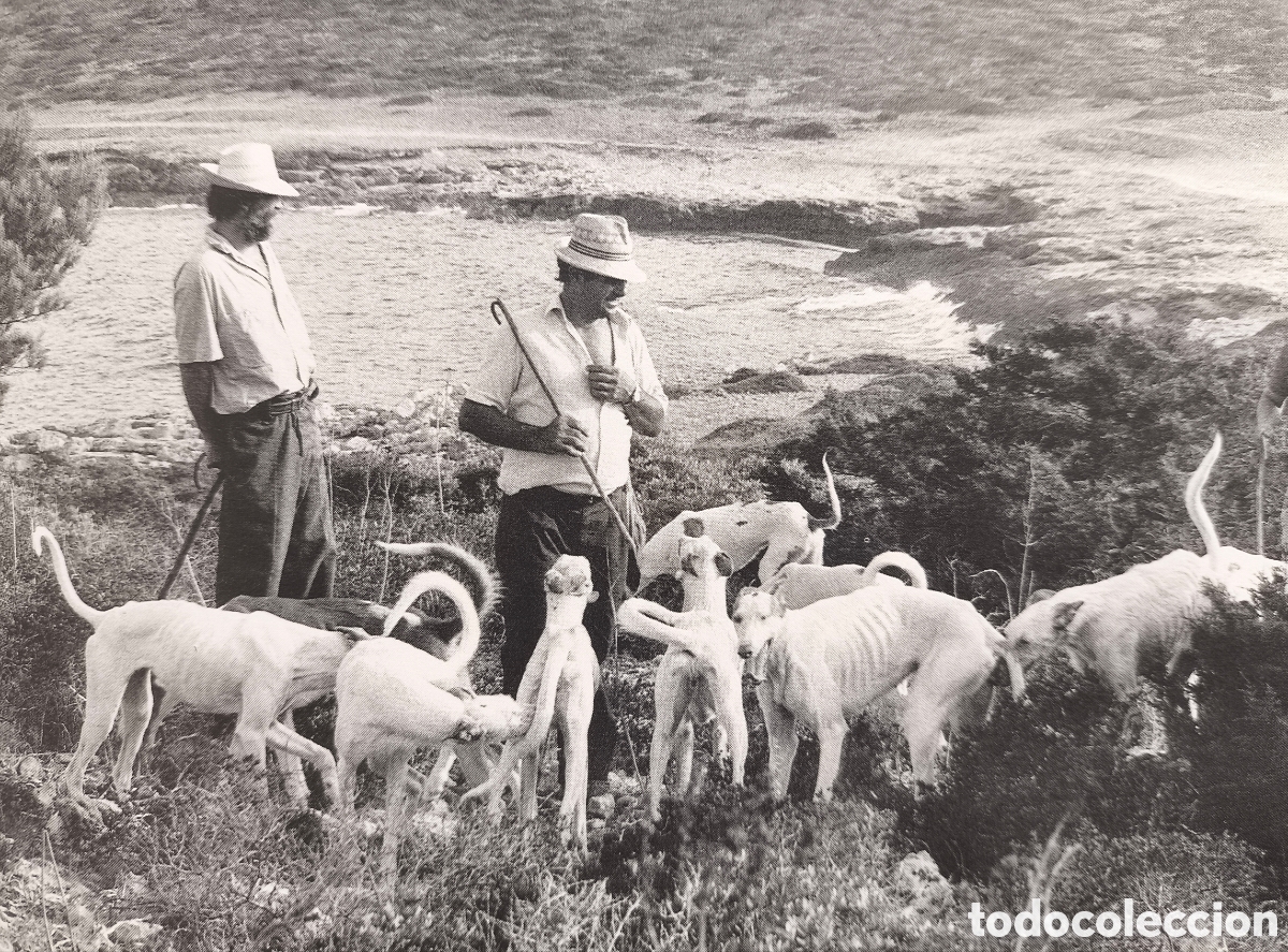 Libros de segunda mano: CAZA PODENCO IBICENCO LIBRO DESCATALOGADO - Foto 6