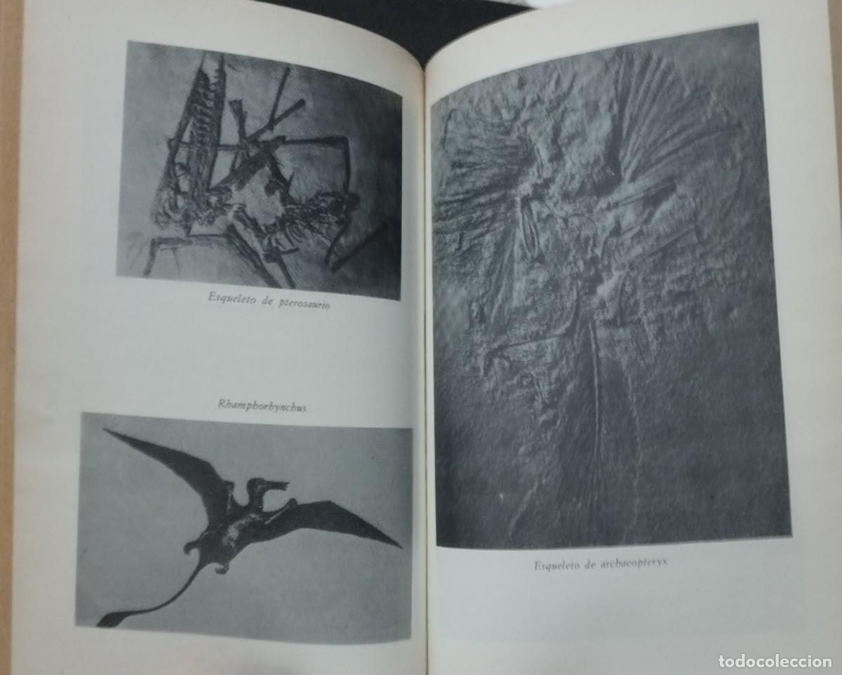 Libros de segunda mano: Libro el enigma de los animales de la Prehistoria - Foto 5