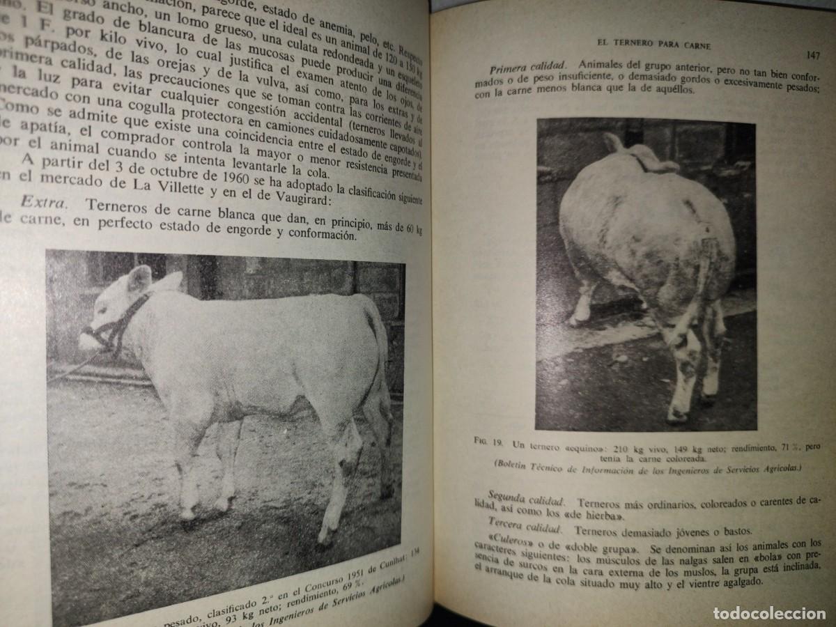 Libros de segunda mano: 114- EL TERNERO - C. CRAPLET. EDICIONES GEA, PRIMERA EDICI&Oacute;N 1969 - Foto 14