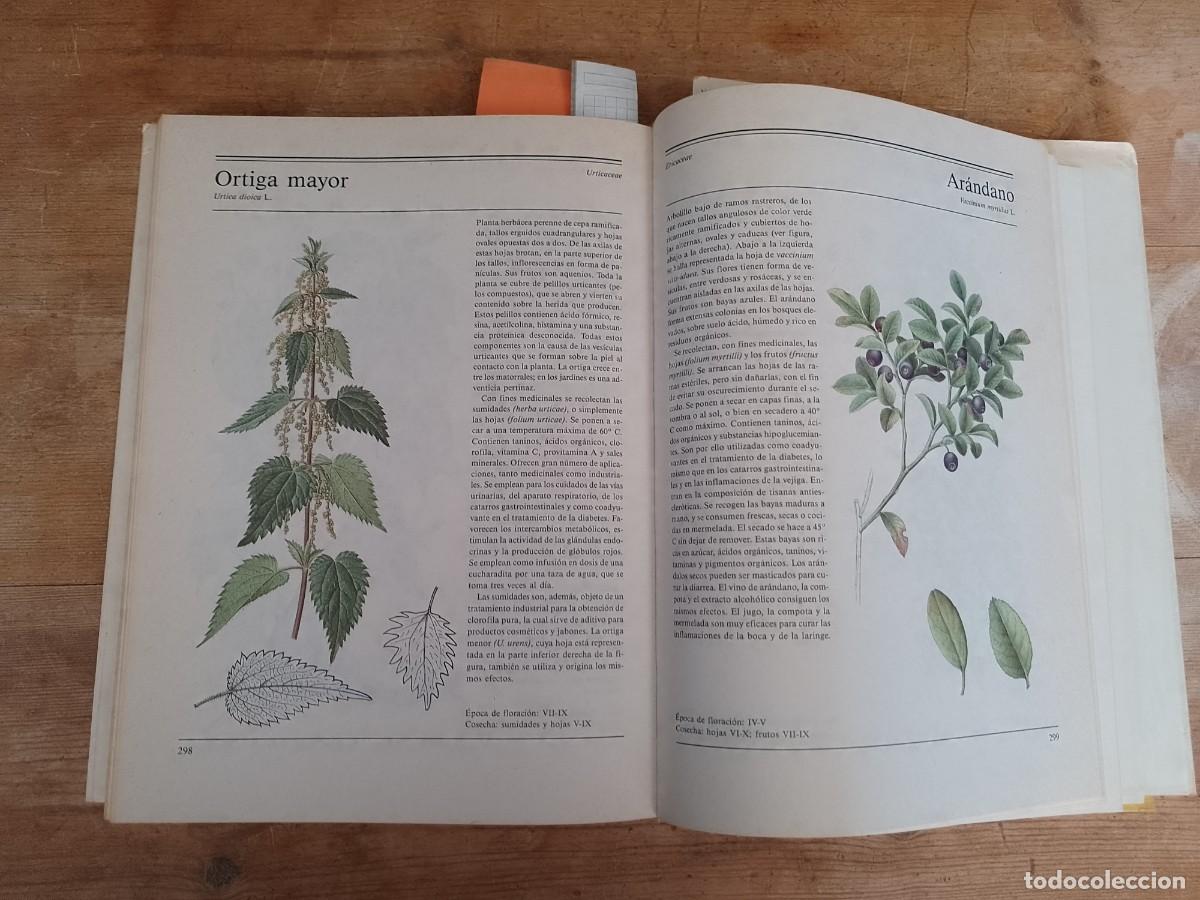 Libros de segunda mano: El gran libro de las plantas medicinales - Foto 3