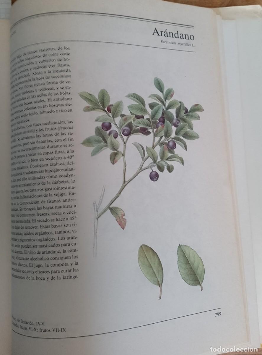 Libros de segunda mano: El gran libro de las plantas medicinales - Foto 4
