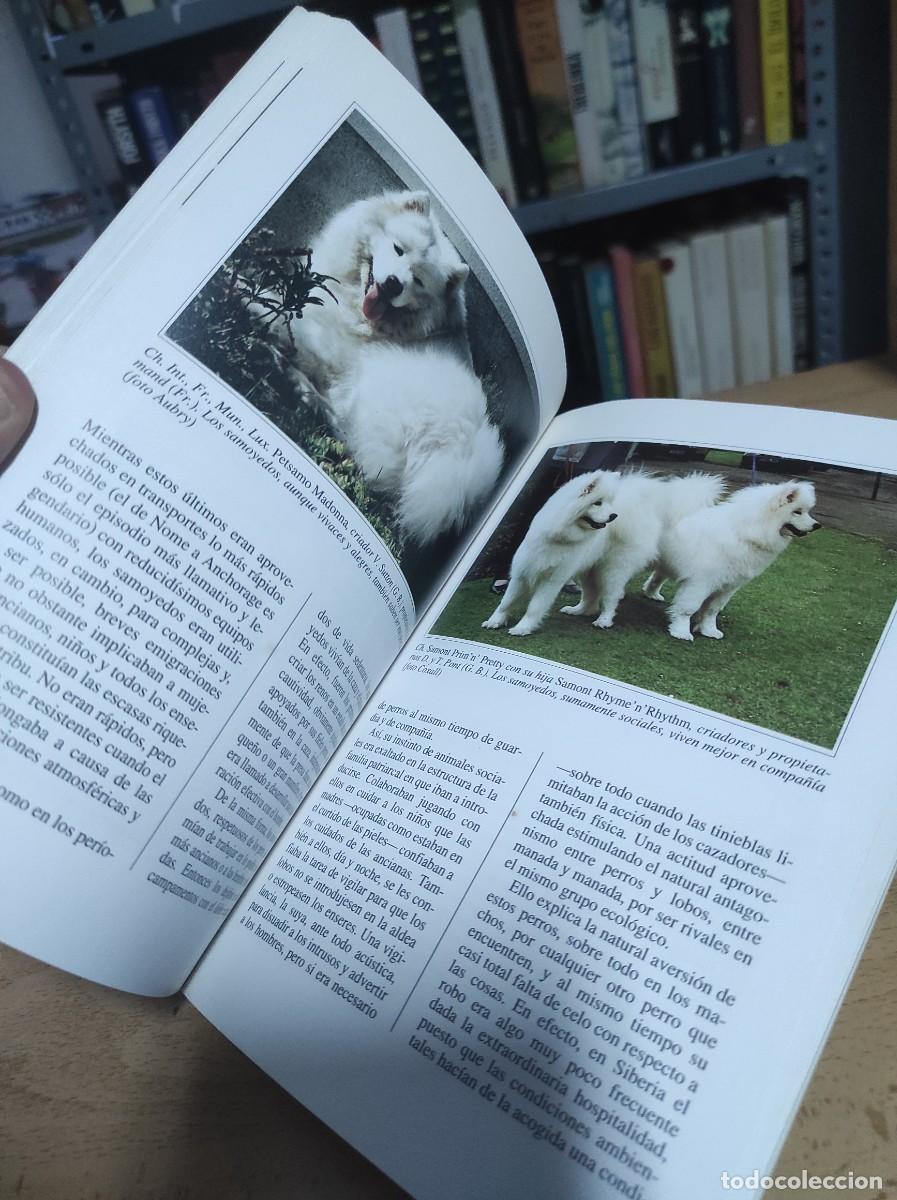 Libros de segunda mano: Perros de Raza. El Samoyedo - Foto 3