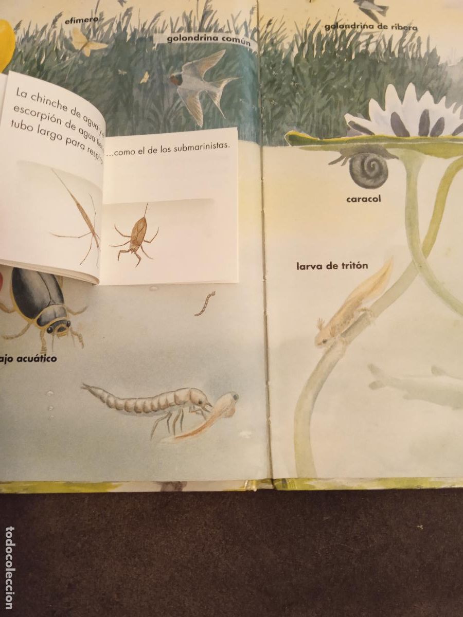 Libros de segunda mano: LA VIDA EN EL ESTANQUE. BEASCOA. 9 LIBRITOS EN UN GRAN LIBRO. - Foto 5
