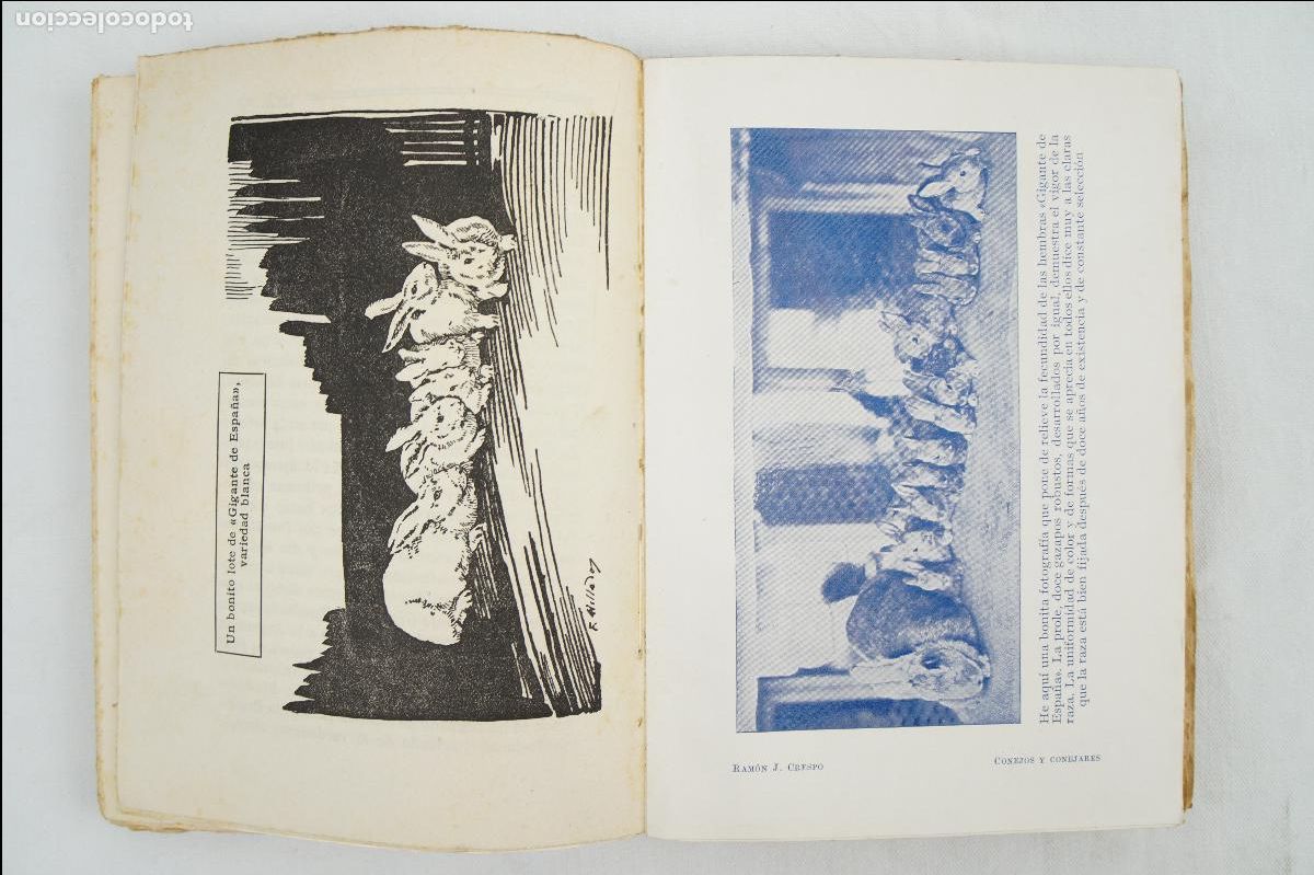Libros de segunda mano: Conejos y conejares - 7&ordf; edici&oacute;n - Ram&oacute;n J. Crespo - 1938 - Foto 7
