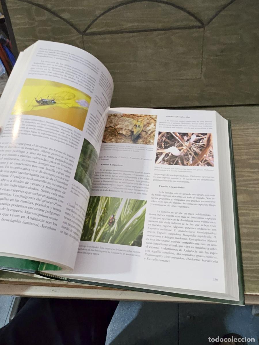 Libros de segunda mano: libro de la naturaleza de andalucia - Foto 9