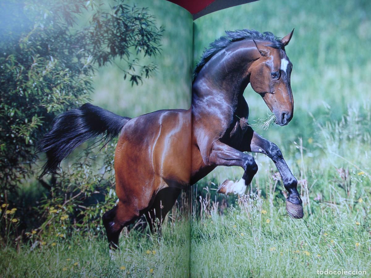 Libros de segunda mano: CABALLOS EN LIBERTAD. - Foto 3