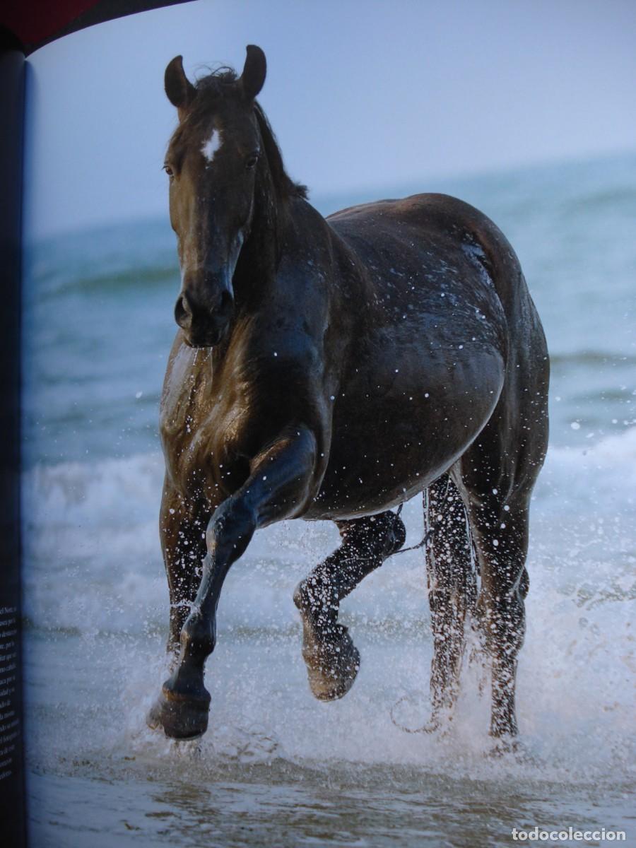 Libros de segunda mano: CABALLOS EN LIBERTAD. - Foto 4