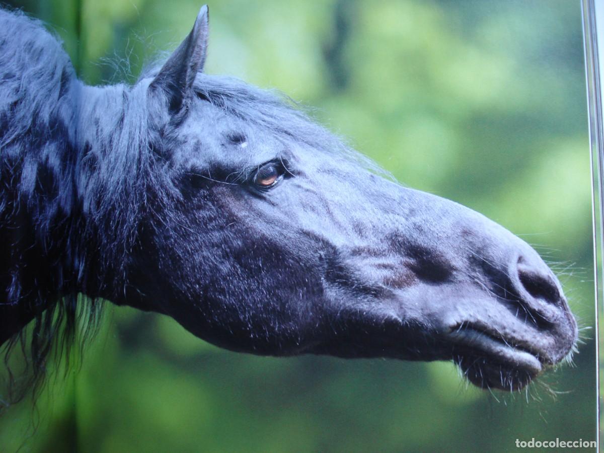 Libros de segunda mano: CABALLOS EN LIBERTAD. - Foto 5