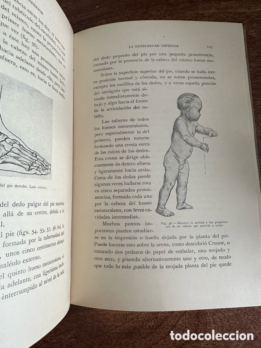 Libros de segunda mano: Anatom&iacute;a Art&iacute;stica Gustavo Gili 1945 - Foto 7