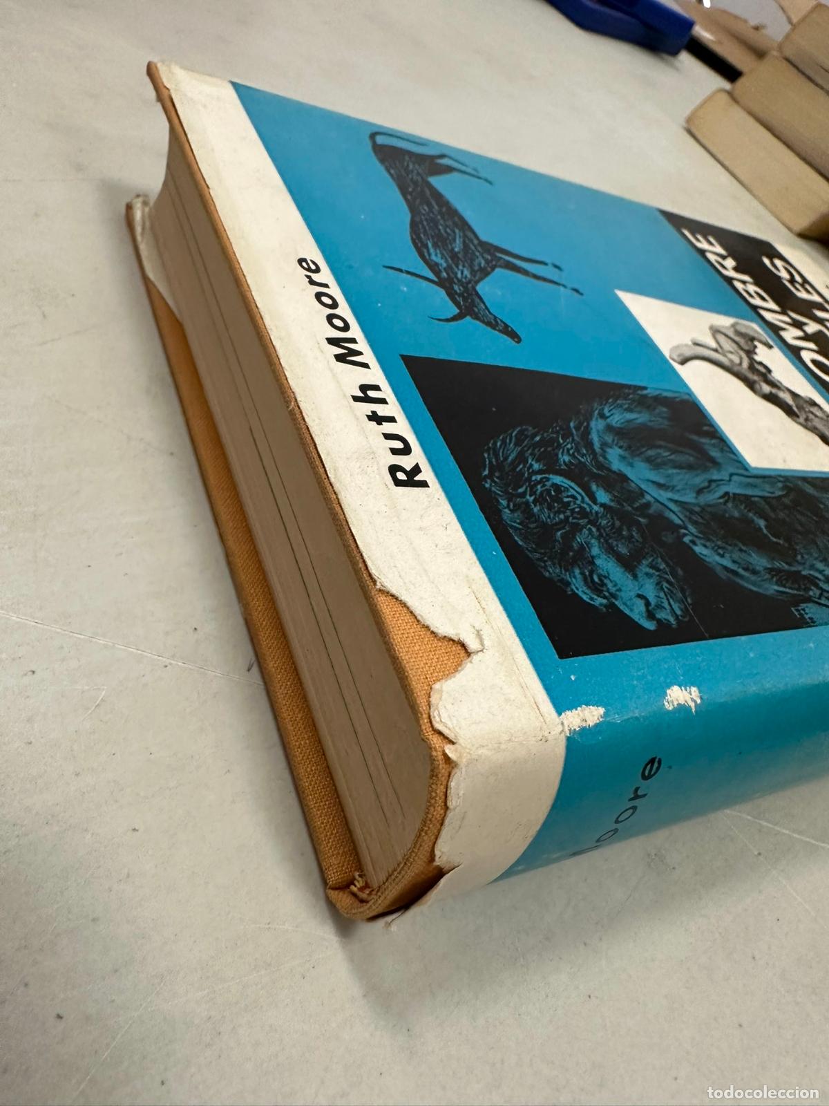 Libros de segunda mano: hombre tiempo y f&oacute;siles Ruth Moore - Foto 3