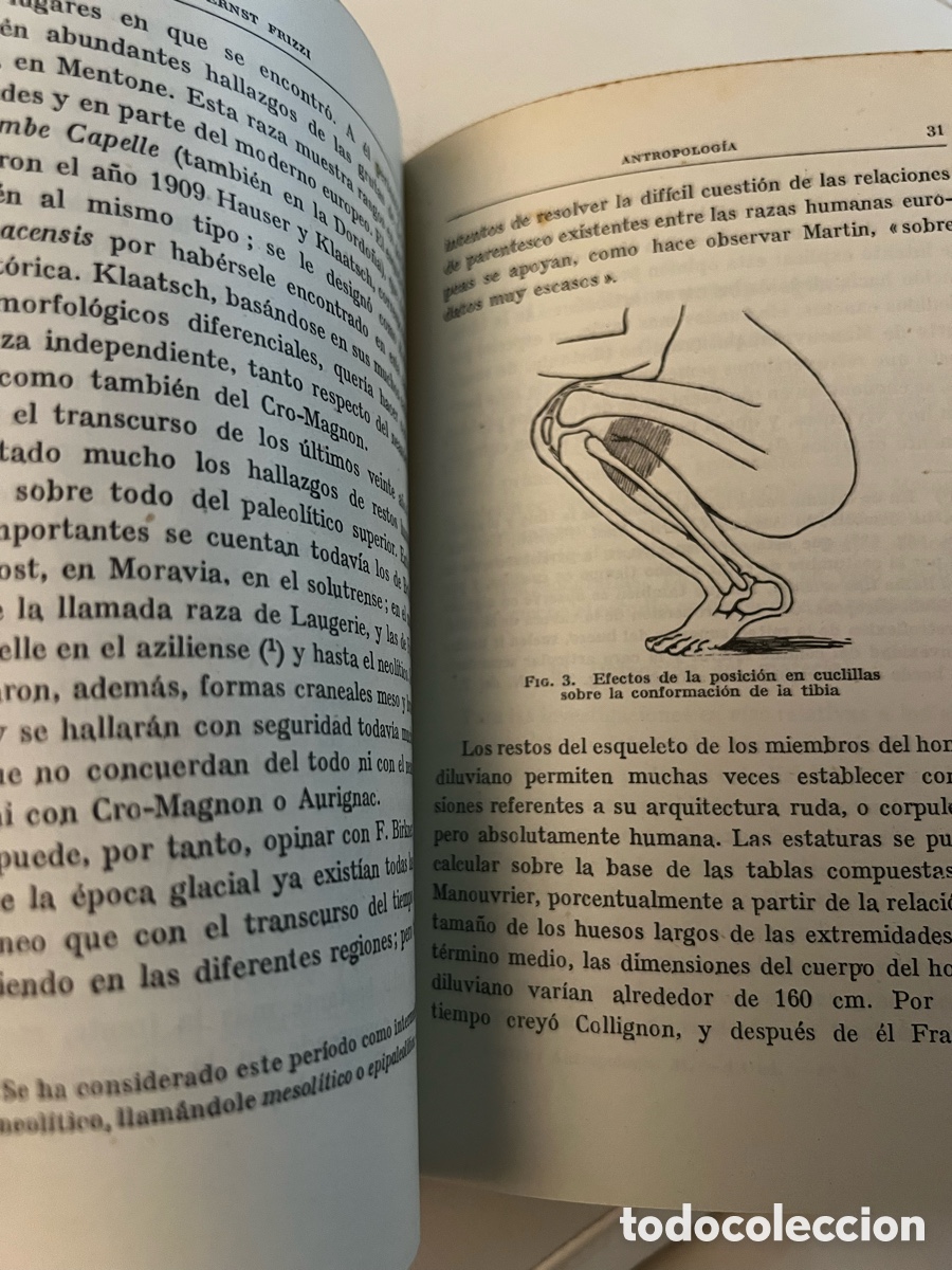 Libros de segunda mano: Antropolog&iacute;a. Prof. Frizzi. Ed. Labor . - Foto 9