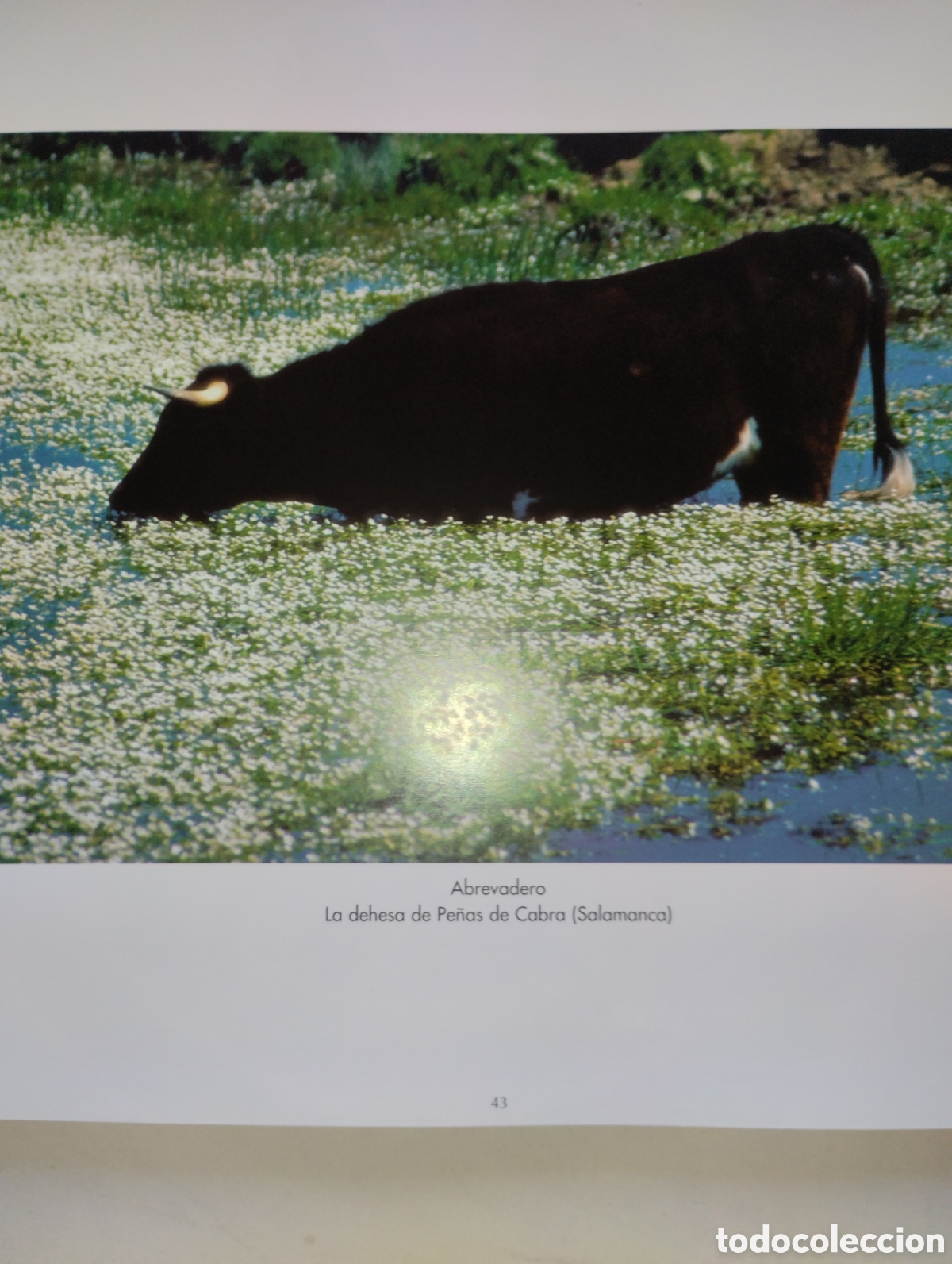 Libros de segunda mano: LA MIRADA Y LA VIDA, FERNANDO MEDRANO - Foto 29