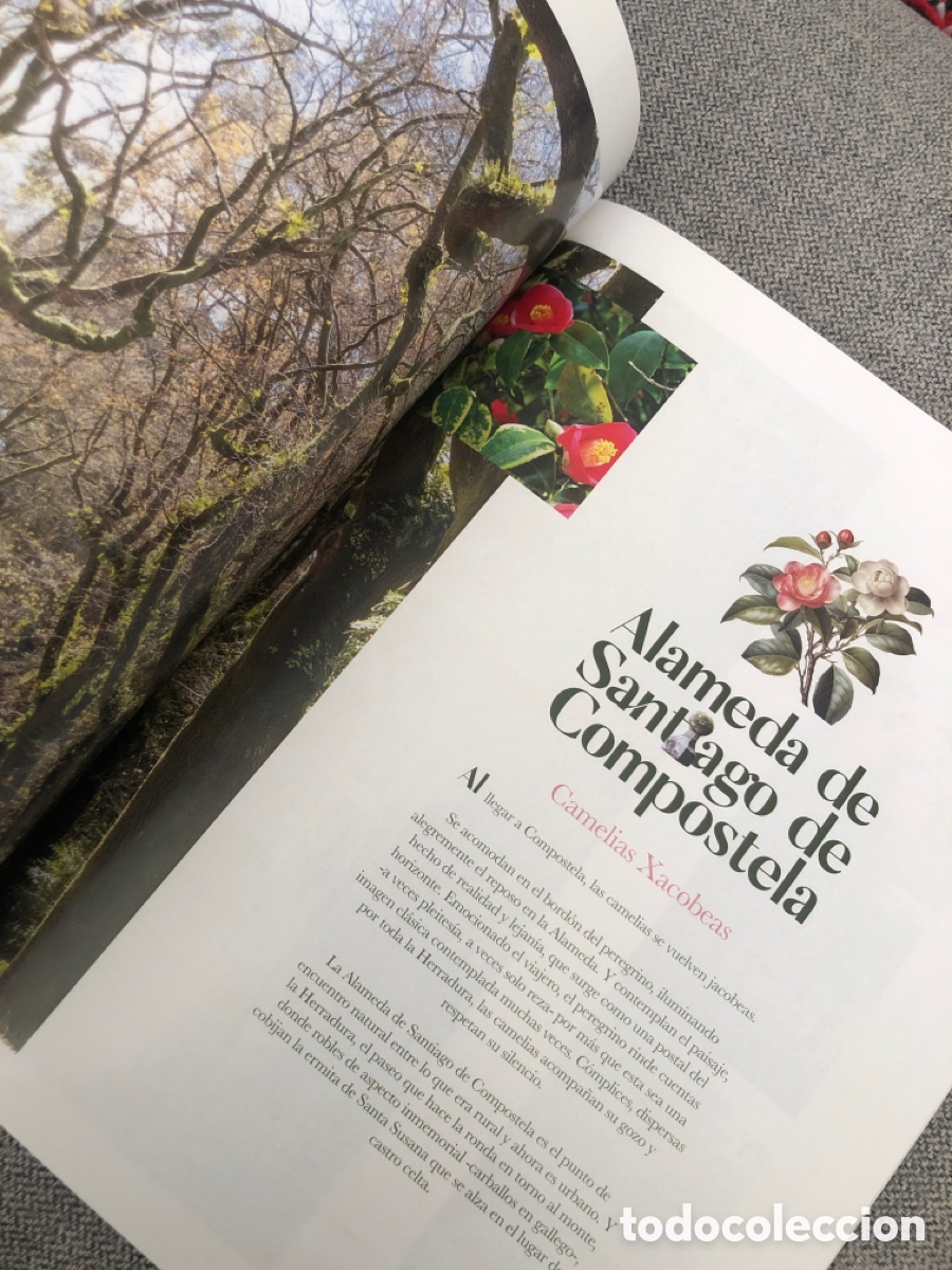Libros de segunda mano: La Ruta de la Camelia. Galicia. 2024. ASM - Foto 6