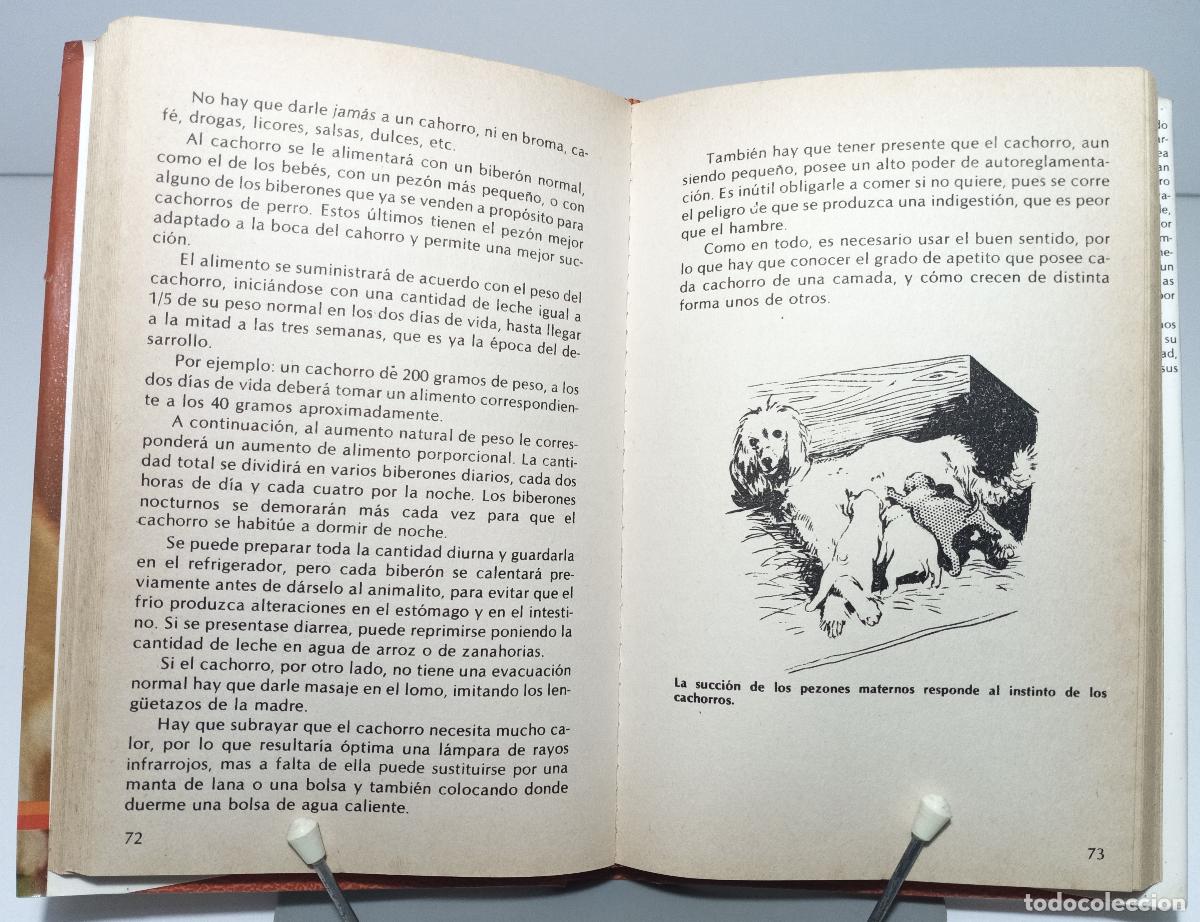 Libros de segunda mano: Cachorros - Rusell, Alan - Foto 2