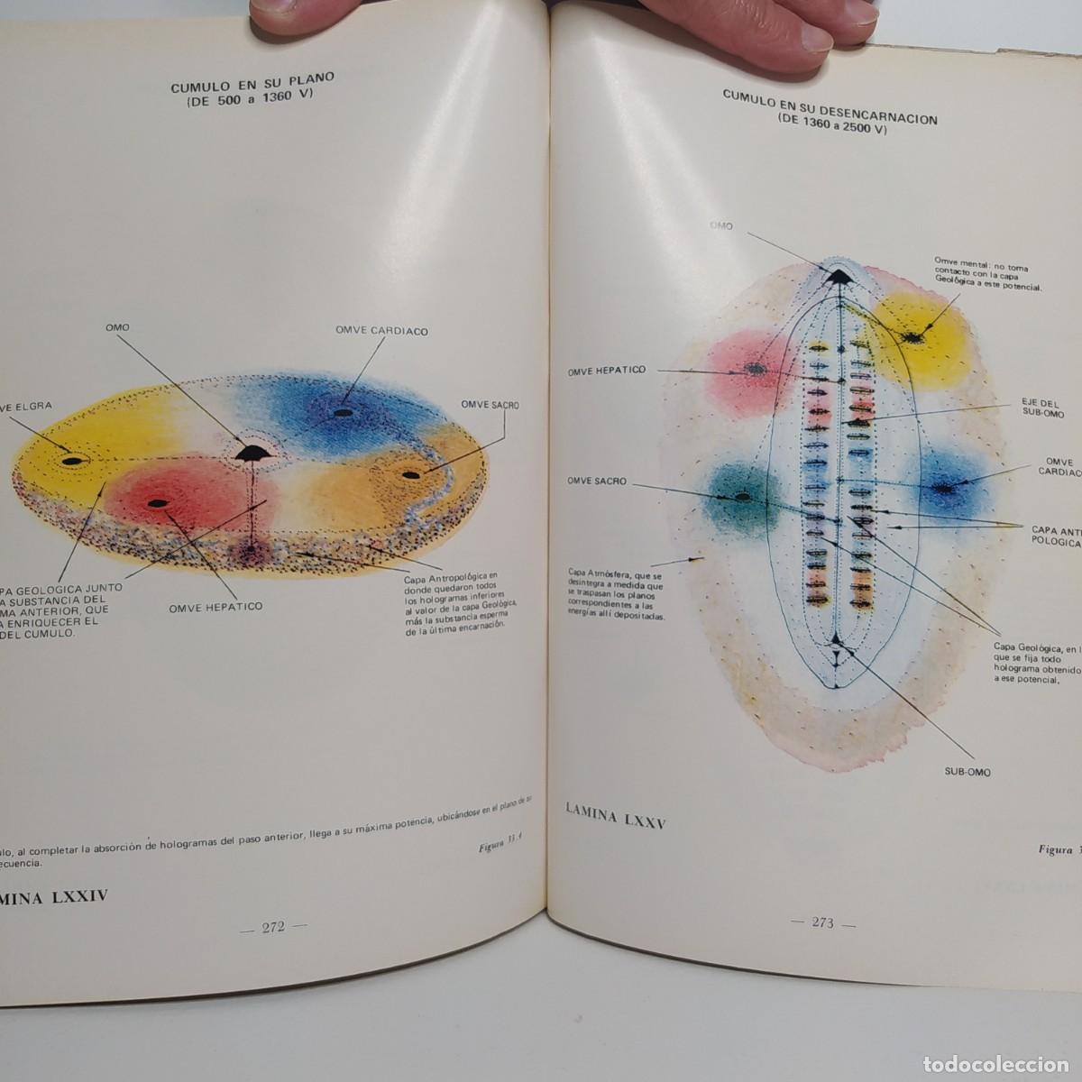 Libros de segunda mano: Las Leyes de la Evoluci&oacute;n Creadora. Jos&eacute; Tom&aacute;s Zeberio - Foto 2