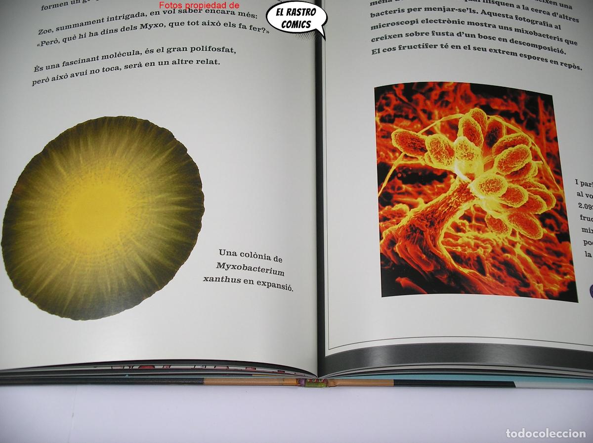 Libros de segunda mano: Contes de microbis, Arthur Kornberg, ed Reverte 2012, catal&aacute;n, E7 - Foto 10